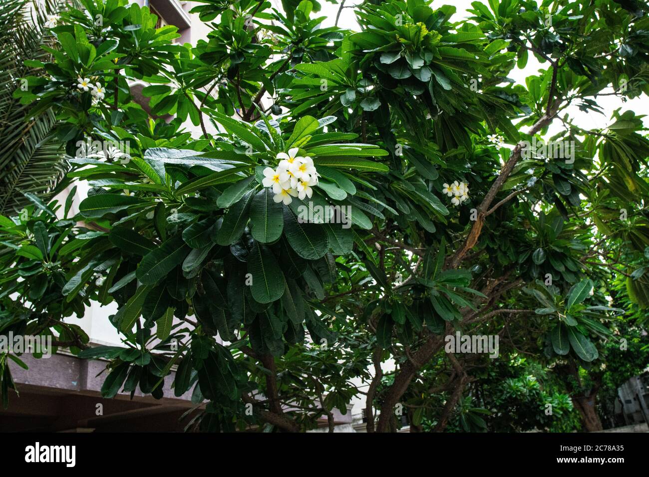White fragrant flower with green leaves. Frangipani flower is known as Plumeria flower, bouquet on branch tree in the morning. Stock Photo