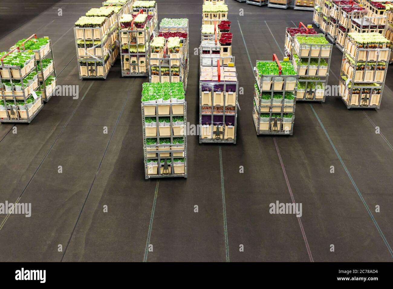 Crates with colorful flowers and plants on a Dutch flower auction Stock Photo Alamy