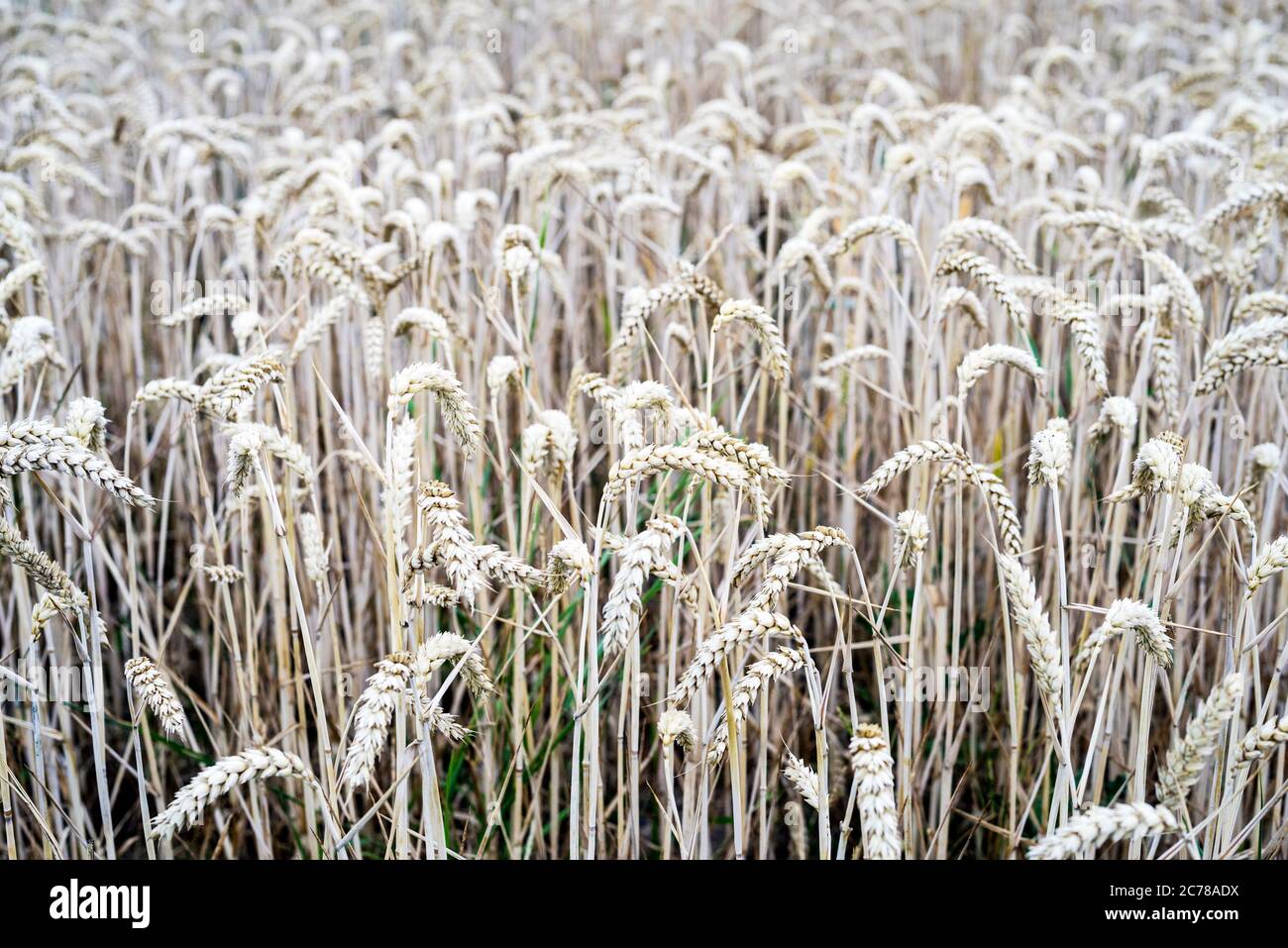 Wheat field close-up Stock Photo