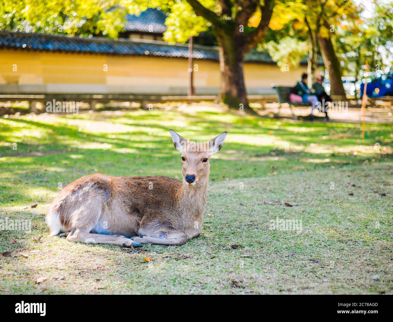 Tame deer in Nara/Japan Stock Photo