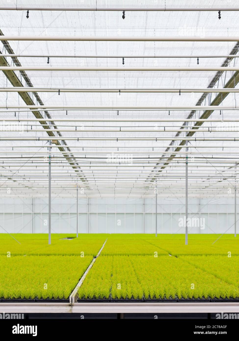 Growing conifers inside a greenhouse in the netherlands Stock Photo