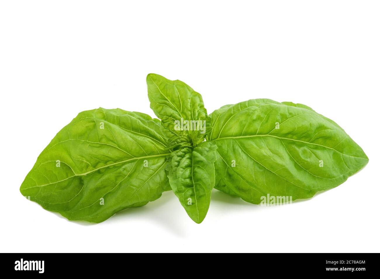 Lettuce leaf basil isolated on white background Stock Photo Alamy