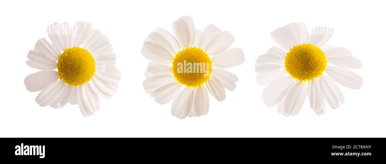 Chamomile flowers  isolated on white background Stock Photo
