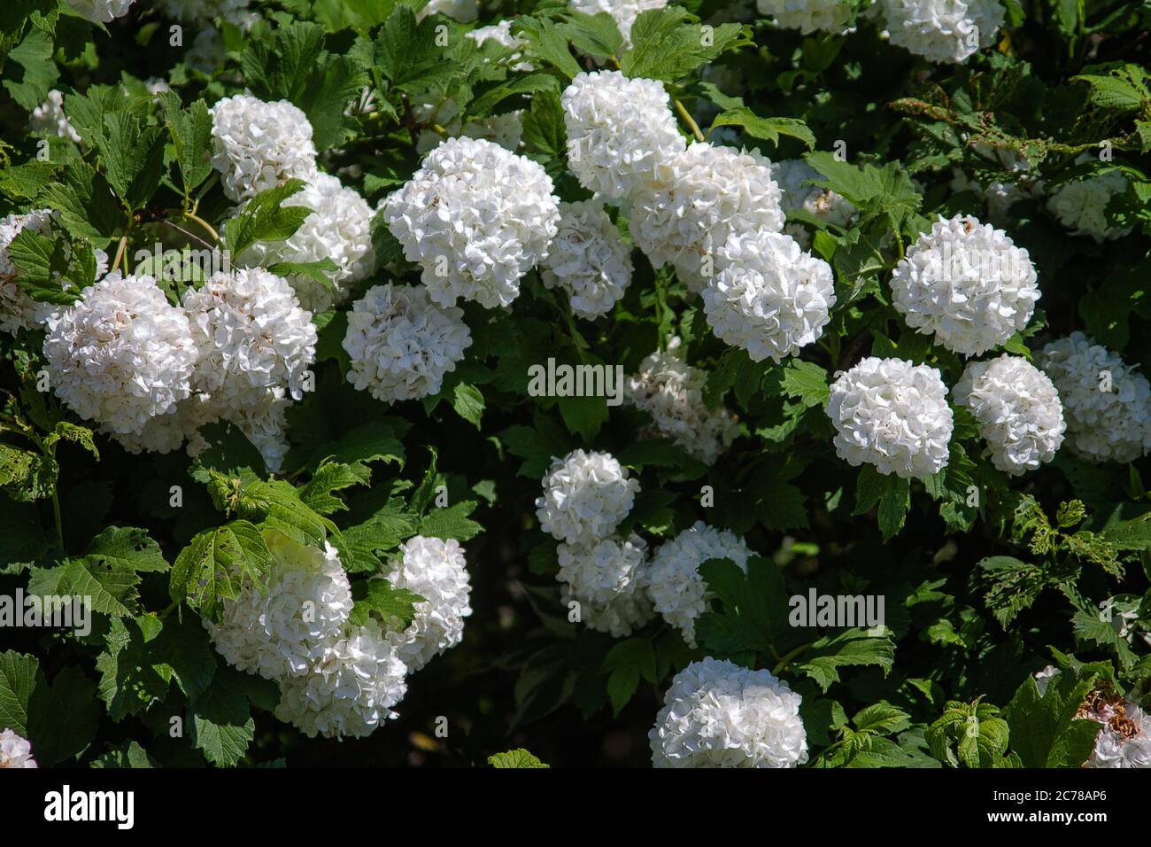 A Guelder rose with many beautiful flowers in a large bush .. Stock Photo