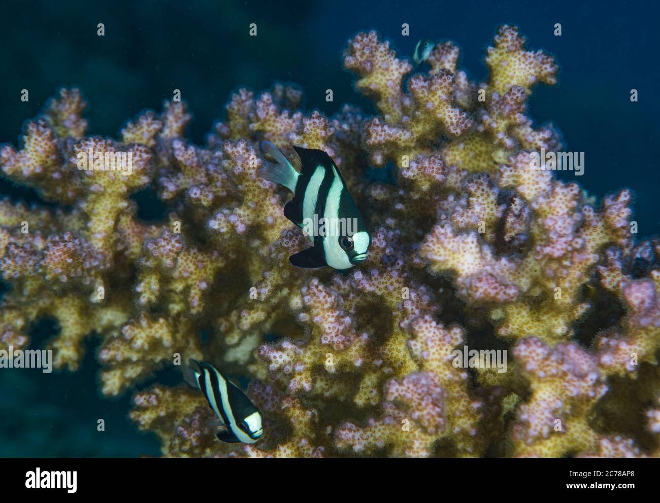 Humbug Damsels, Dascyllus aruanus, swimming above its hideaway, an agropora coral, Hamata, Red Sea, Egypt, Stock Photo