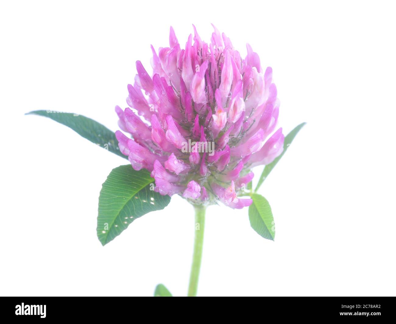 pink clover flower on a white background Stock Photo