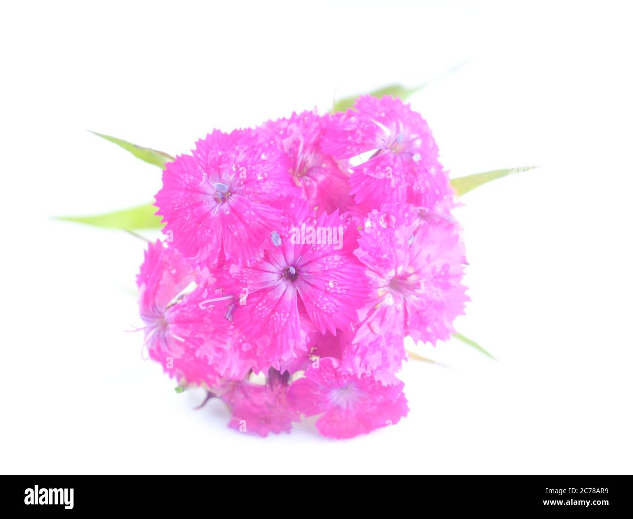 pink carnation flower on a white background Stock Photo - Alamy