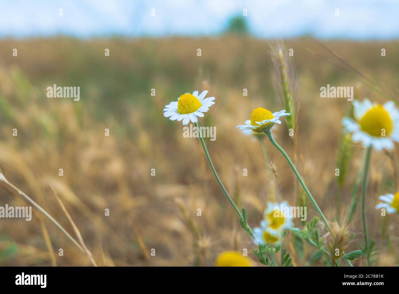Daisies in the field. Chamomile field flowers border. blooming medical chamomiles Stock Photo