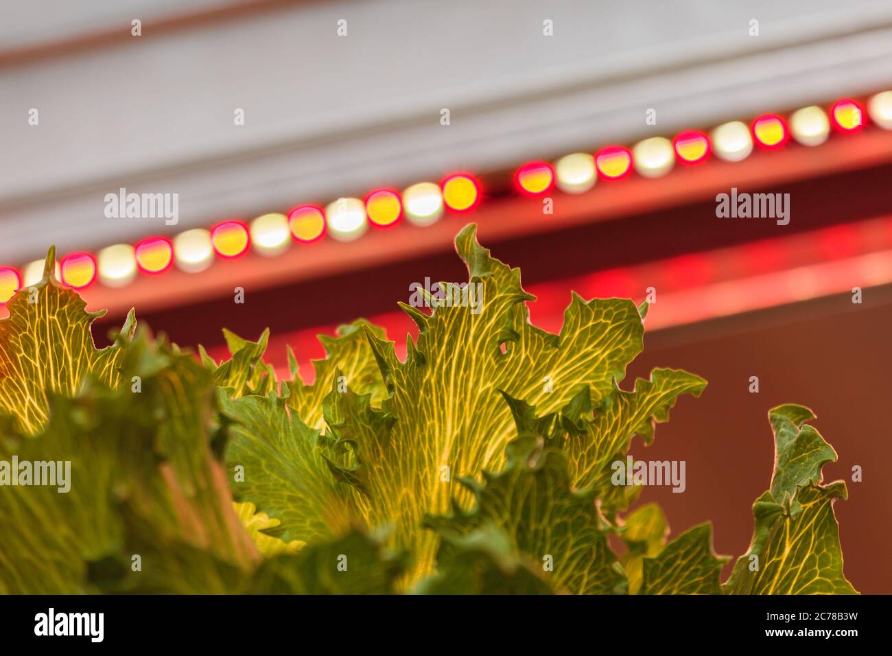 LED lighting used to grow lettuce inside a warehouse without the need for sunlight Stock Photo