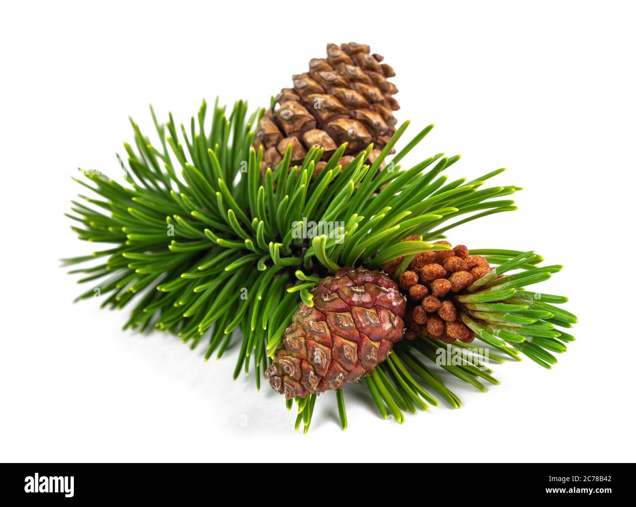 Mugo pine branch with cones  isolated on white background Stock Photo