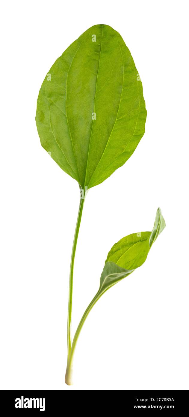 Broadleaf plantain leaves  isolated on white background Stock Photo