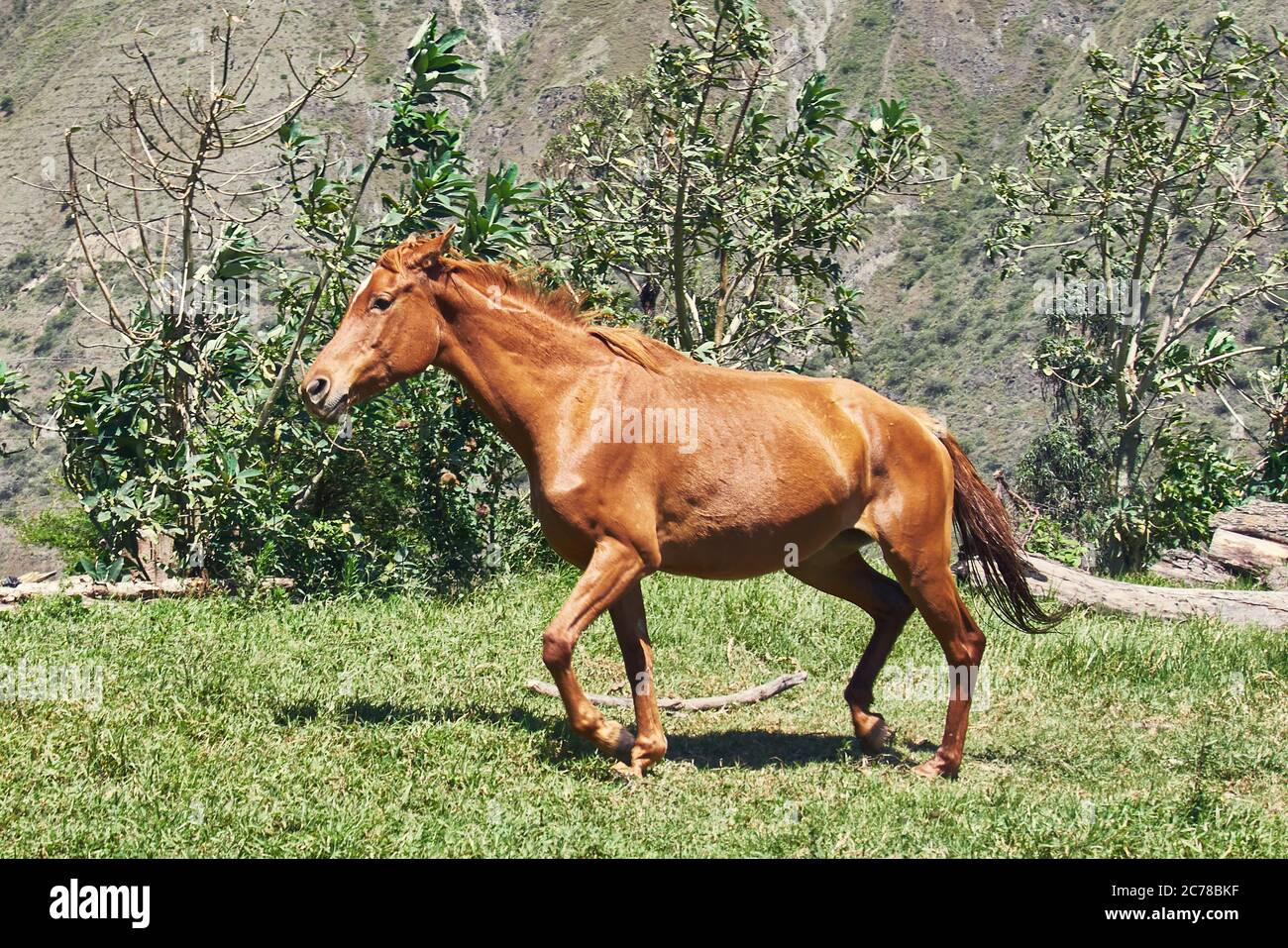 Horse grazing on green pasture, sunny day rural scene Stock Photo - Alamy