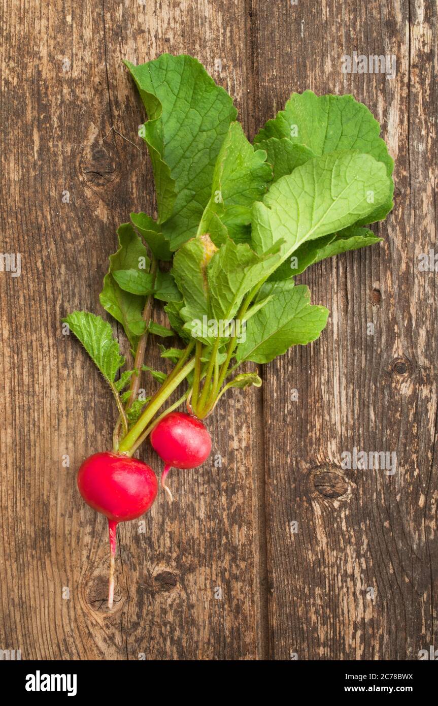 Studio shot of freshly picked radish on a dark wooden background - John Gollop Stock Photo