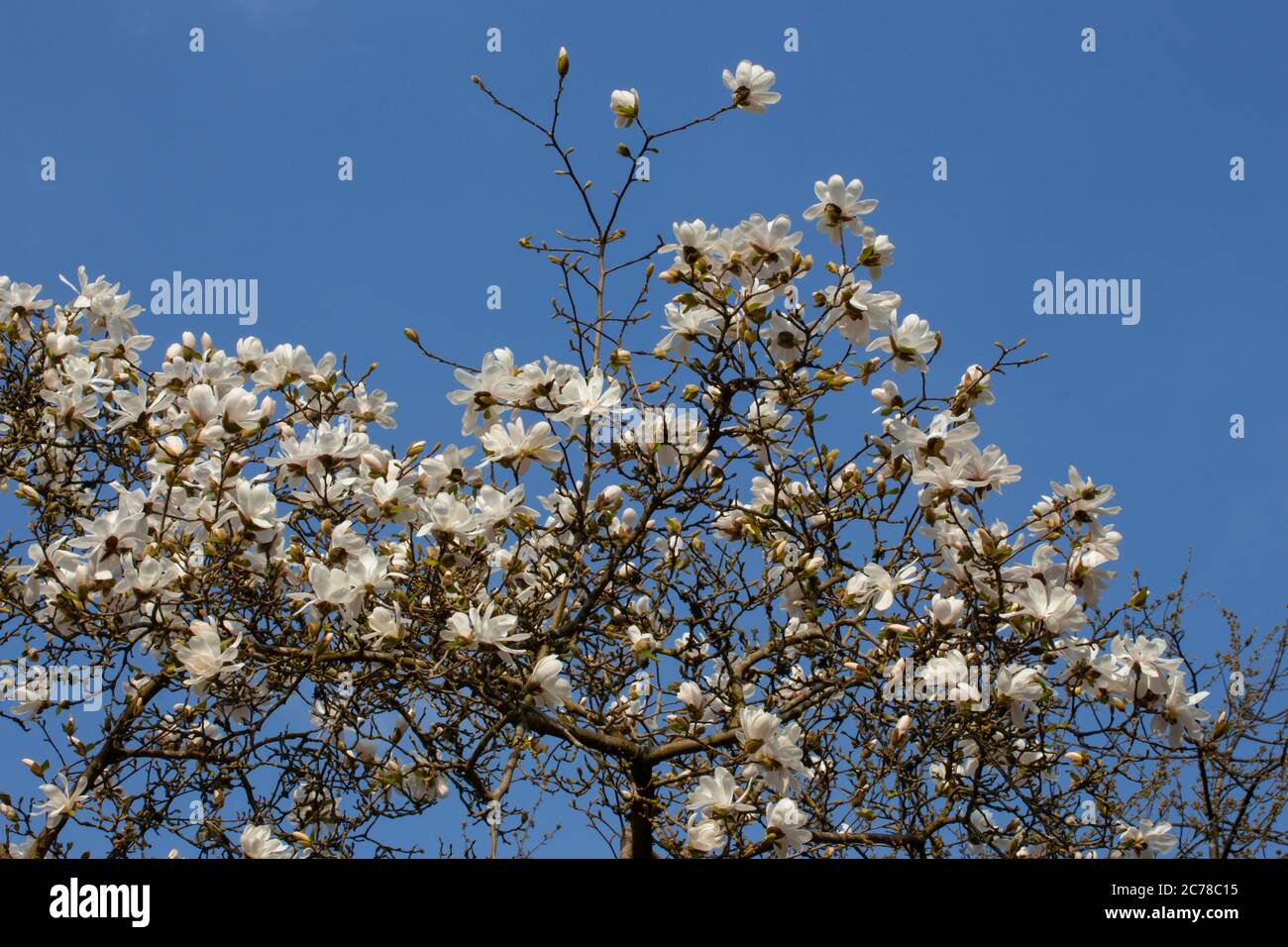 Low angle view of white flowers of a Magnolia Tree in front of a clear ...