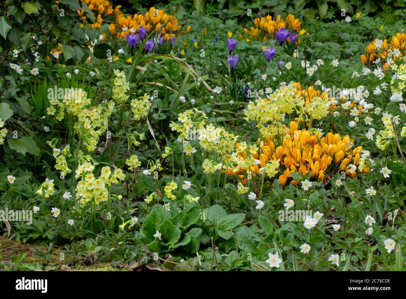 Colorful flowerbed with white wood anemones, Yellow and purple saffron crocus and primrose , Anemone nemorosa, Crocus vernus and Primula veris Stock Photo