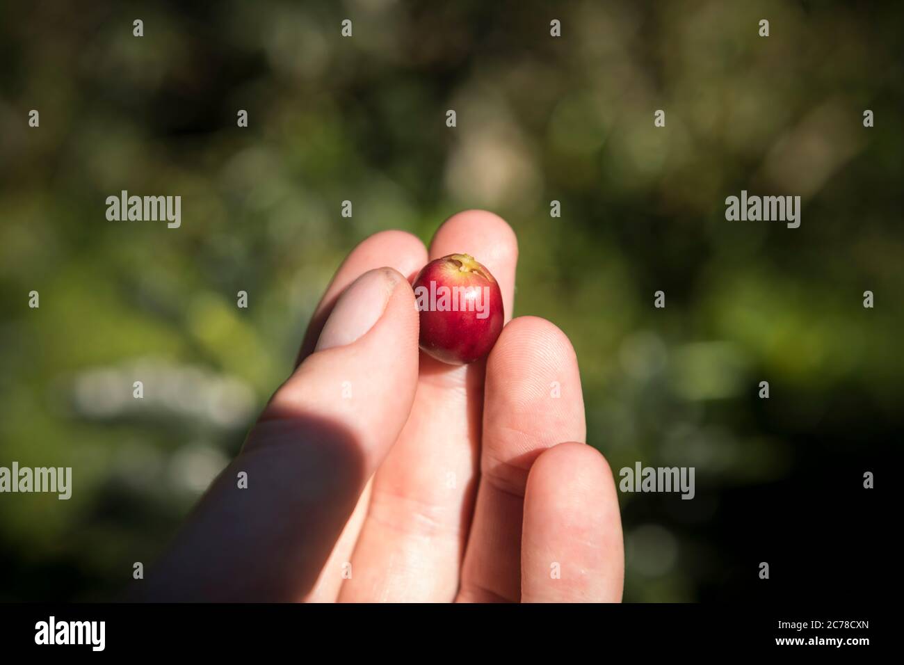 Coffee Bean, La Victoria Coffee Farm, Minca, Magdalena Department