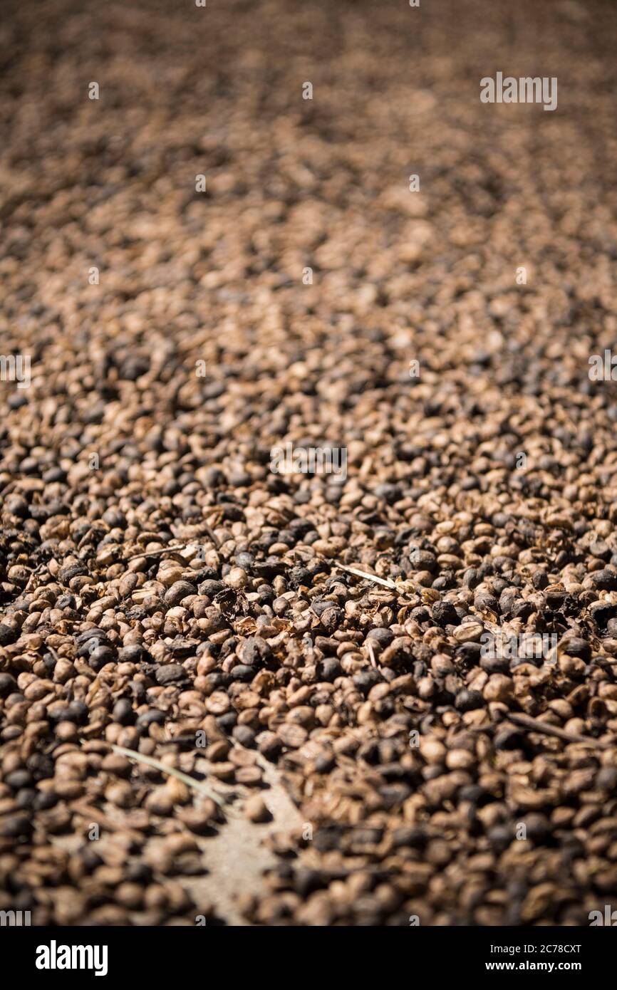 Coffee beans drying in sun, La Victoria Coffee Farm, Minca, Magdalena