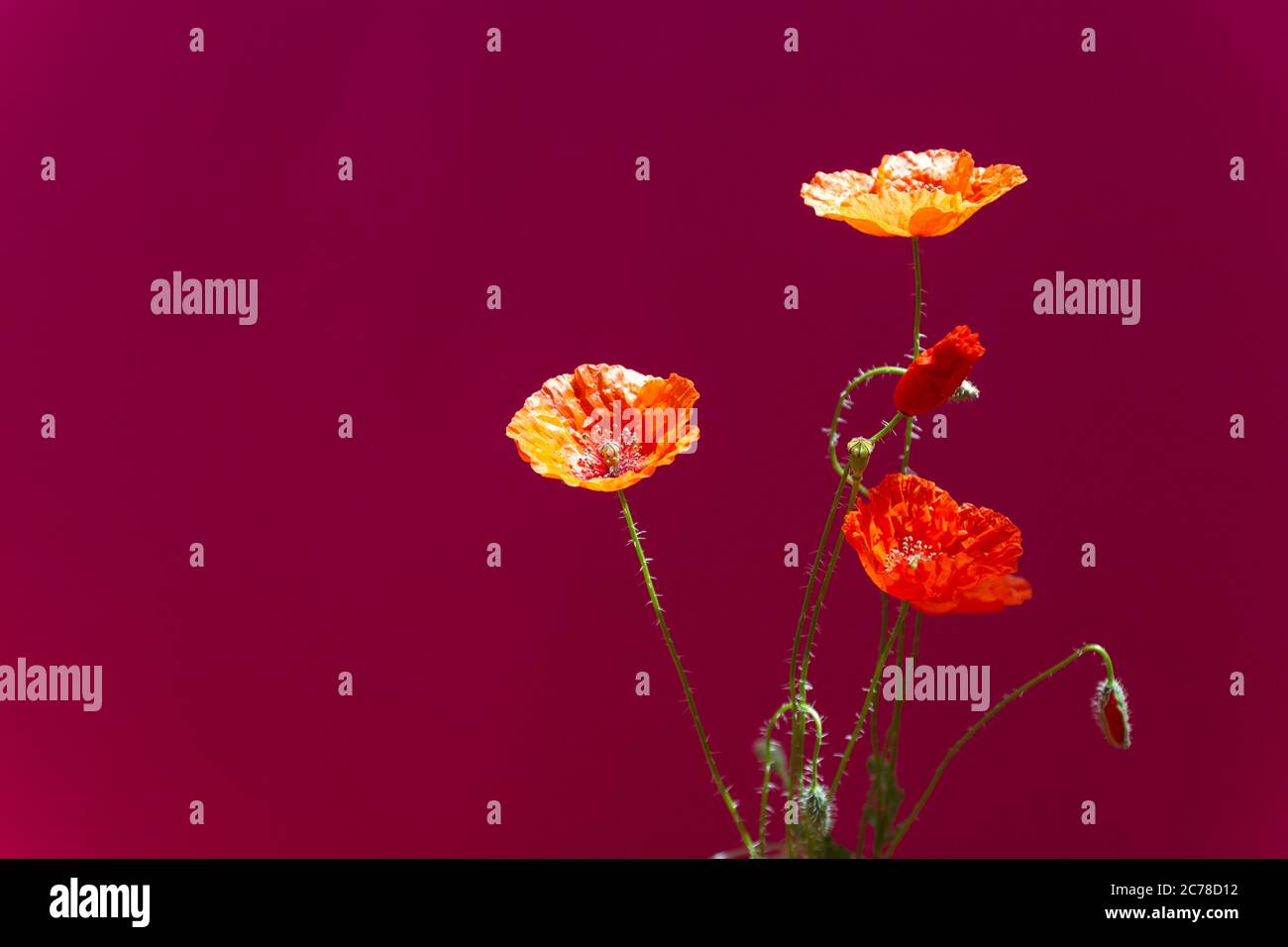Bouquet of red poppies flowers on dark background. Wild flowers. Close ...