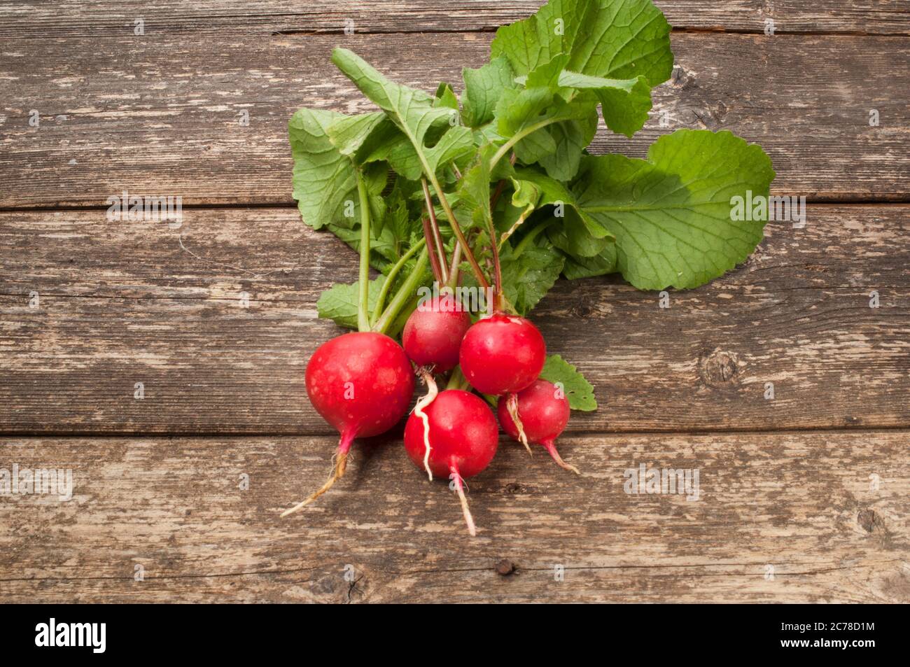 Studio shot of freshly picked radish on a dark wooden background - John Gollop Stock Photo