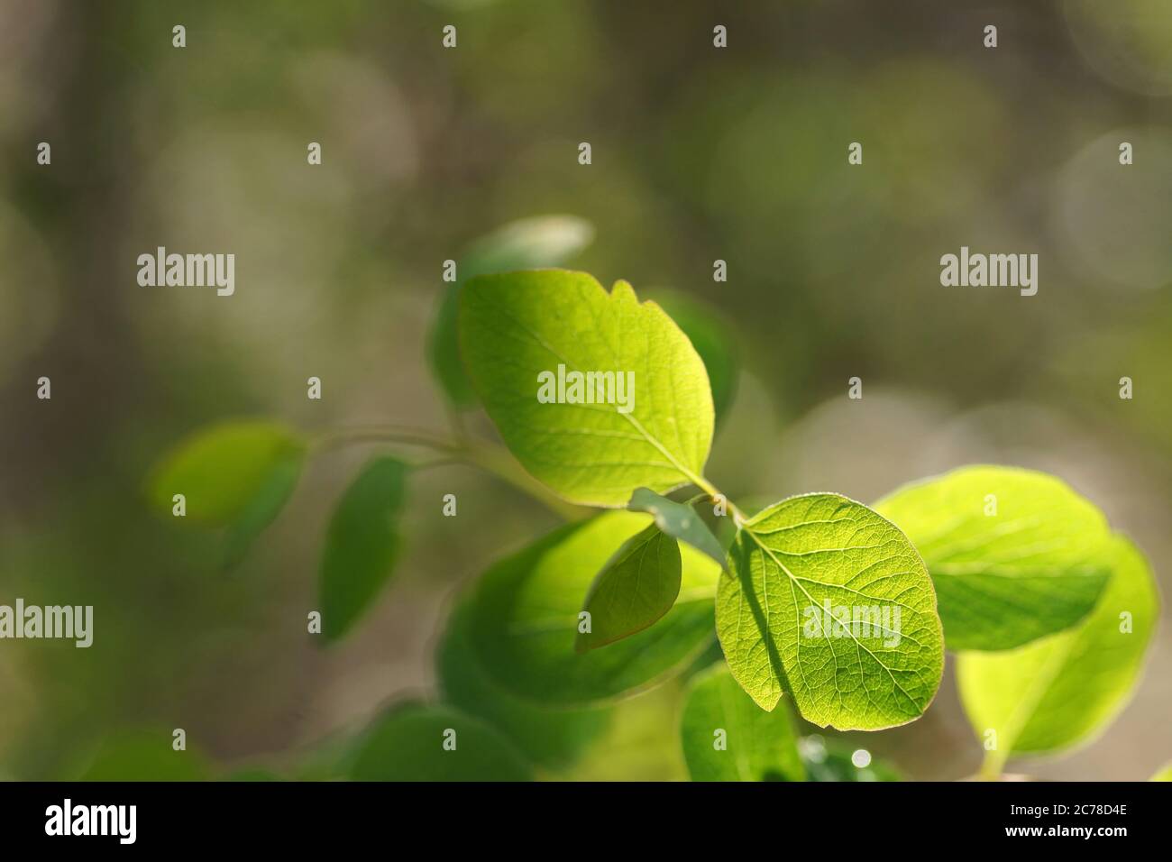 Fresh spring leaves on a green, fuzzy background Stock Photo