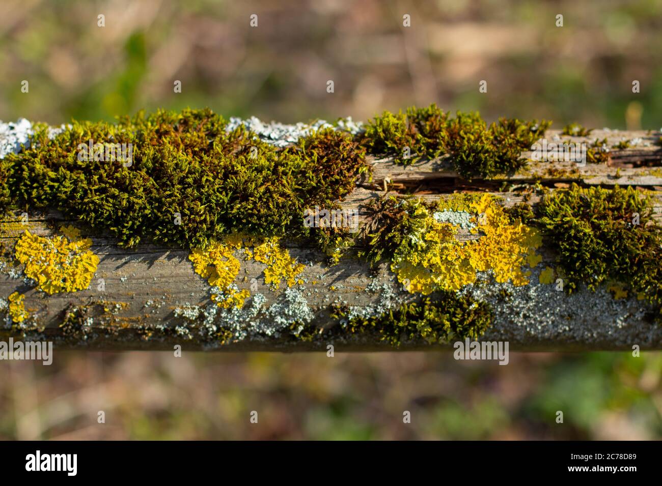 Close up of old wooden railing covered with green moss and white and ...