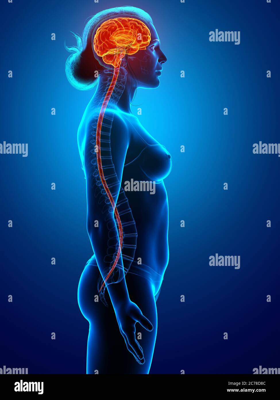 3d rendered medically accurate illustration of the brain Stock Photo ...