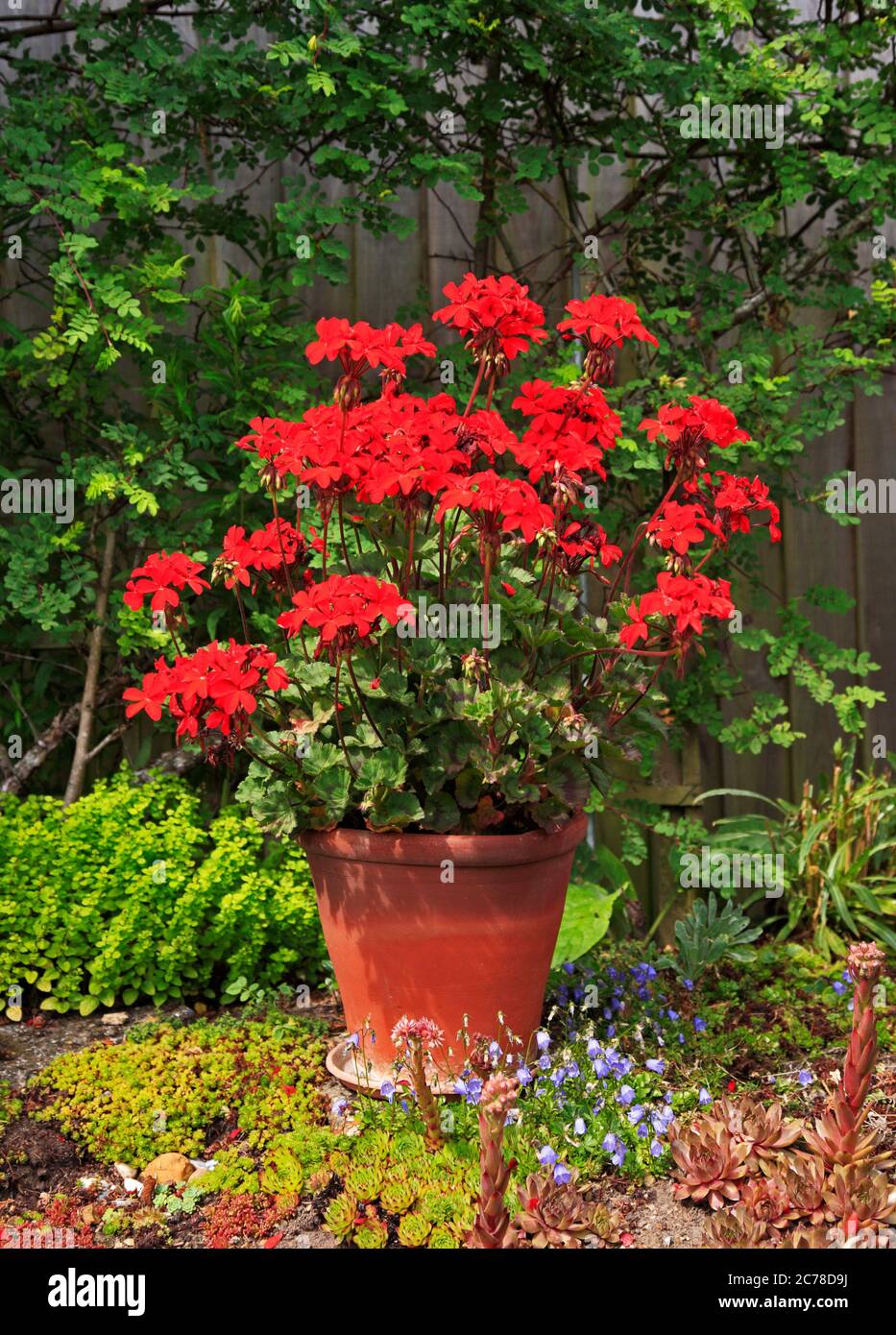 A red Geranium in flower in a pot in a border in an English garden. Stock Photo