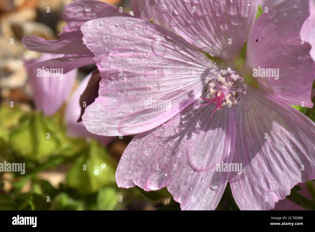 Close up of a Musk mallow  (Malva moschata) flower covered in water droplets after a rain shower.Frome. Somerset.UK Stock Photo