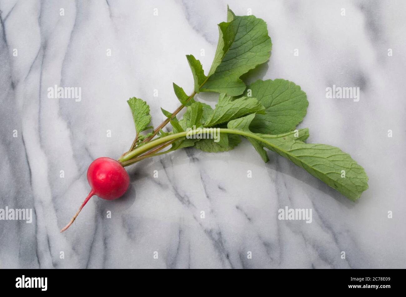 Studio shot of freshly picked radish on a marble surface - John Gollop Stock Photo