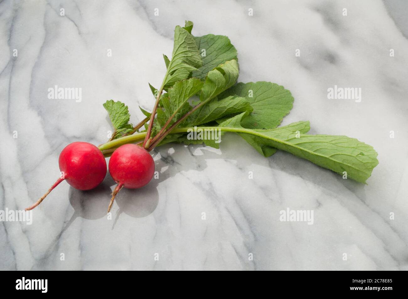Studio shot of freshly picked radish on a marble surface - John Gollop Stock Photo