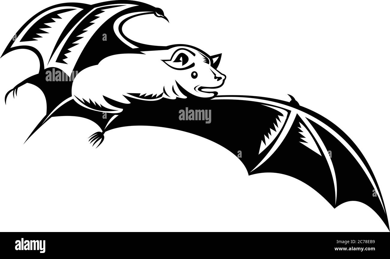 Retro woodcut style illustration of a megabat, fruit bat, old world fruit bat or flying fox, in full flight on isolated background done in black and w Stock Vector