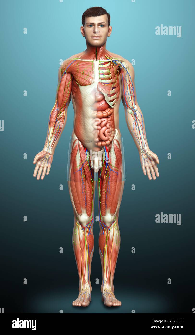 3d rendered medically accurate of the male anatomy Stock Photo - Alamy