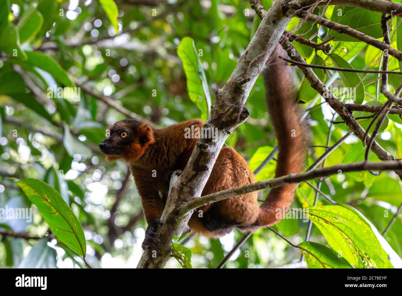 One red Vari sits in the branches of a tree Stock Photo - Alamy