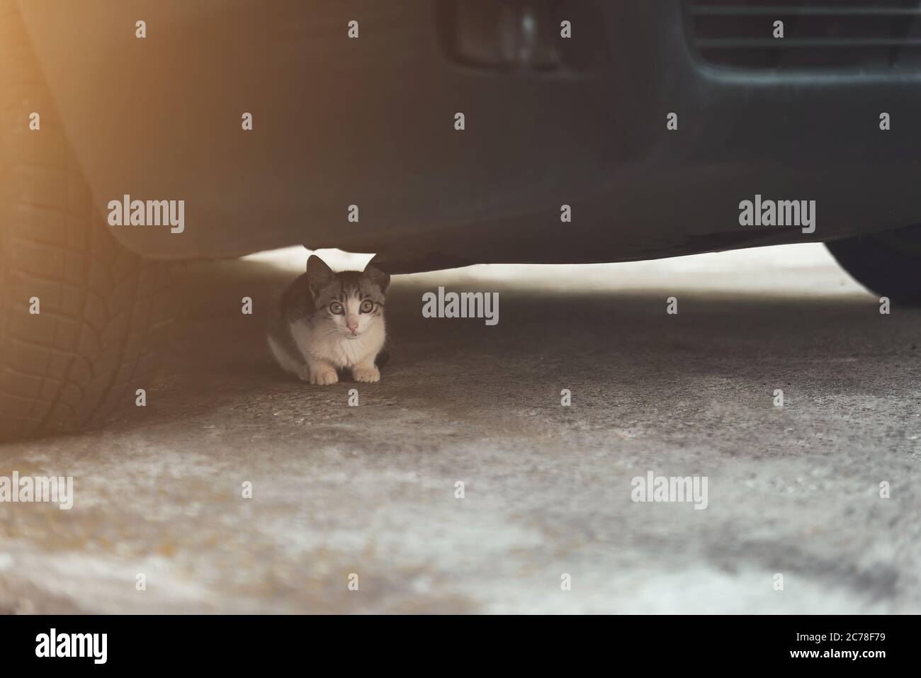 Small young cat under hiding under car, danger concept Stock Photo Alamy