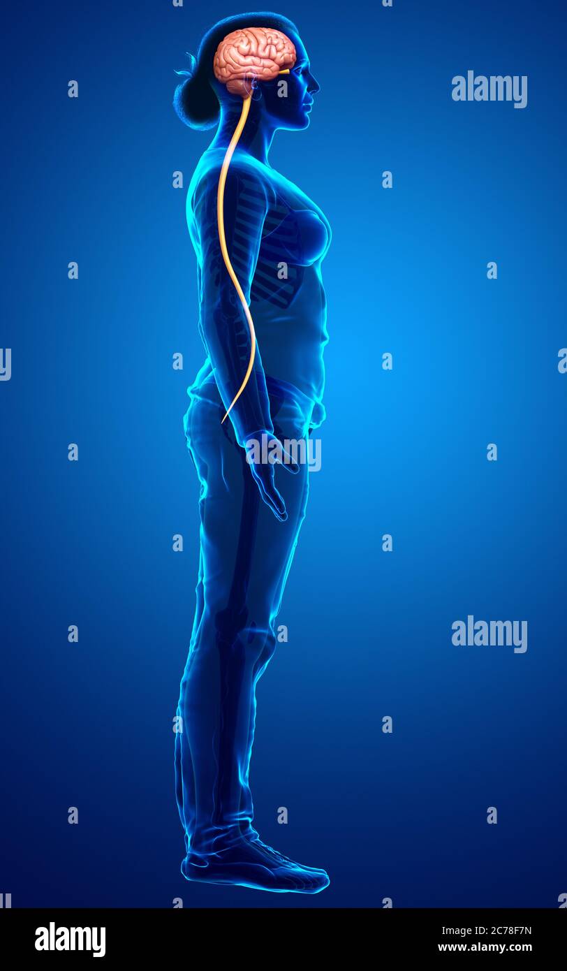 3d rendered medically accurate illustration of the brain Stock Photo ...