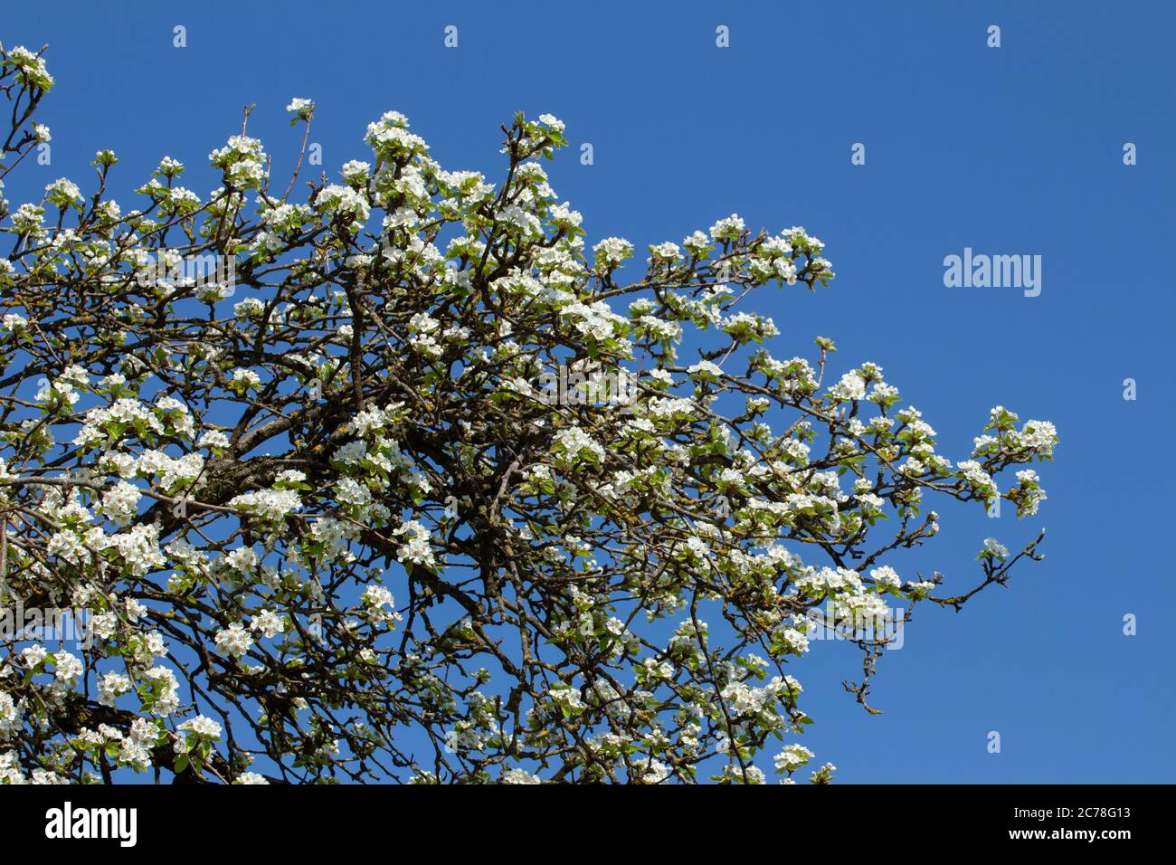 Branches of a blooming apple tree with blue sky background Stock Photo ...