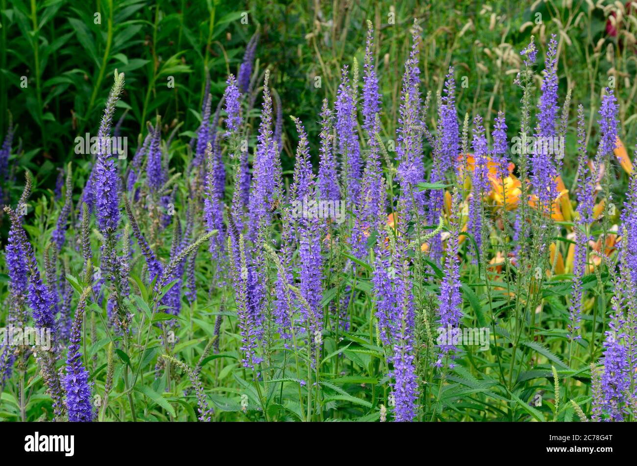 Veronica longifolia Speedwell Longleaf speedwell blue flower spikes Stock Photo