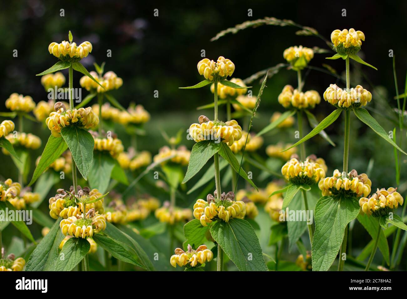 Yellow wildflower of the jerusalem or turkish sage, Phlomis russeliana or Russel Brandkraut Stock Photo
