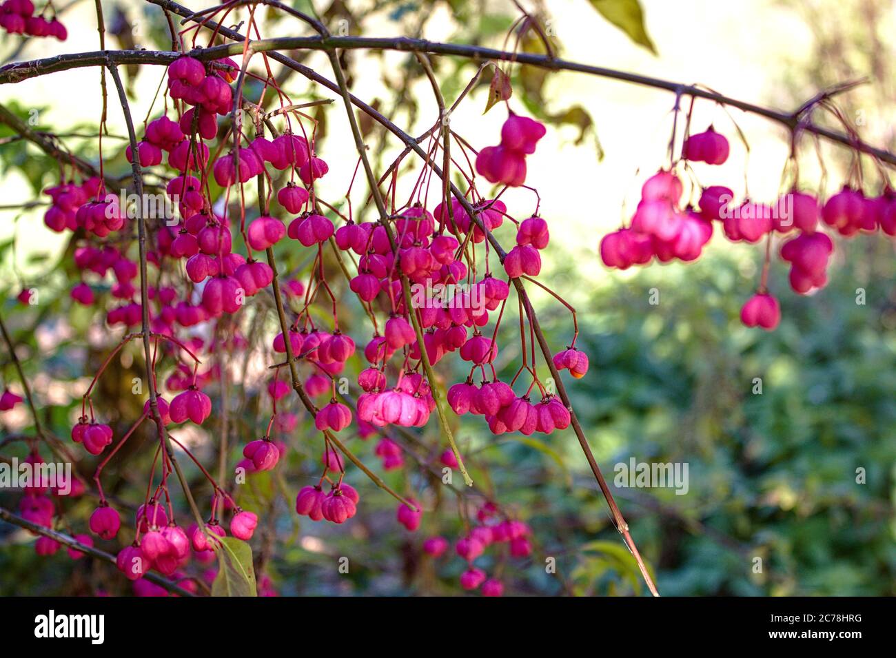 The picture shows a spindle tree in the autumn Stock Photo