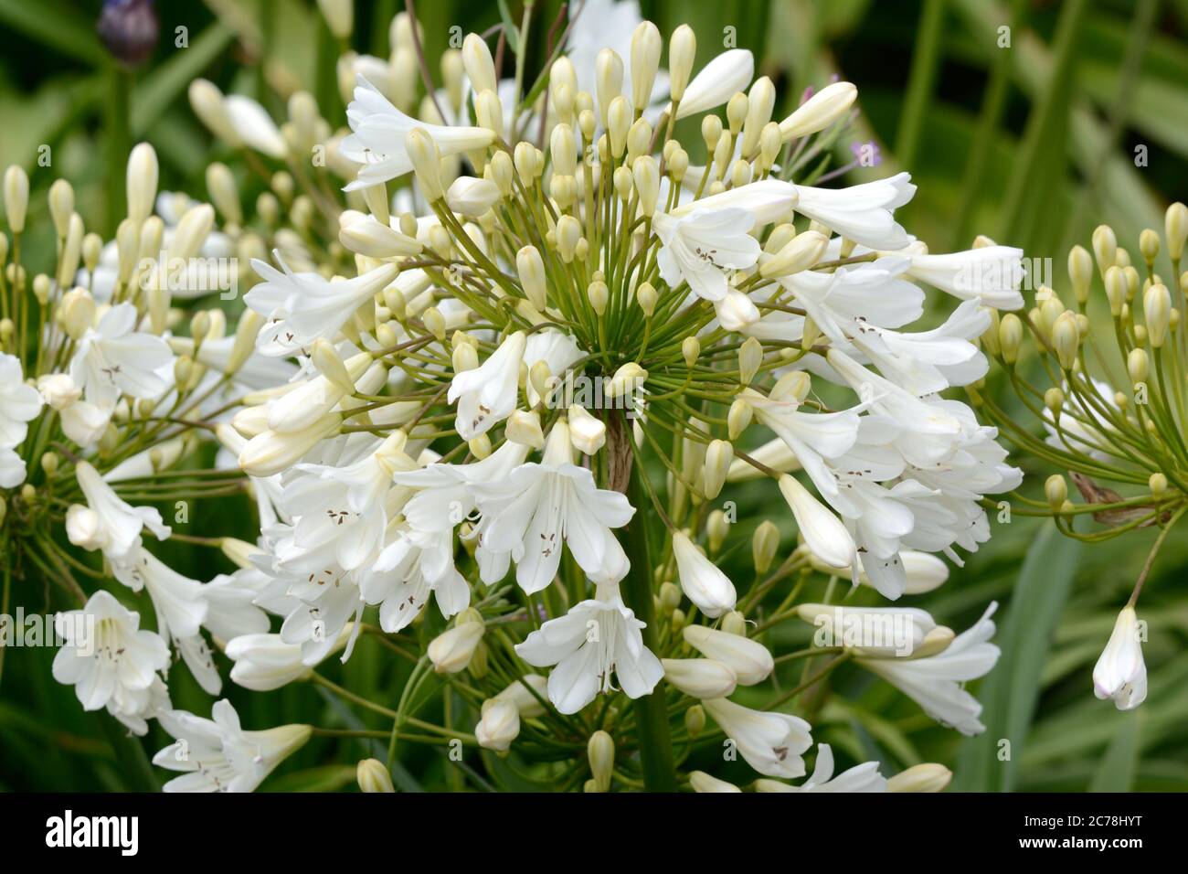 Agapanthus Arctic Star flowerhead  African lily Lily of the nile Stock Photo