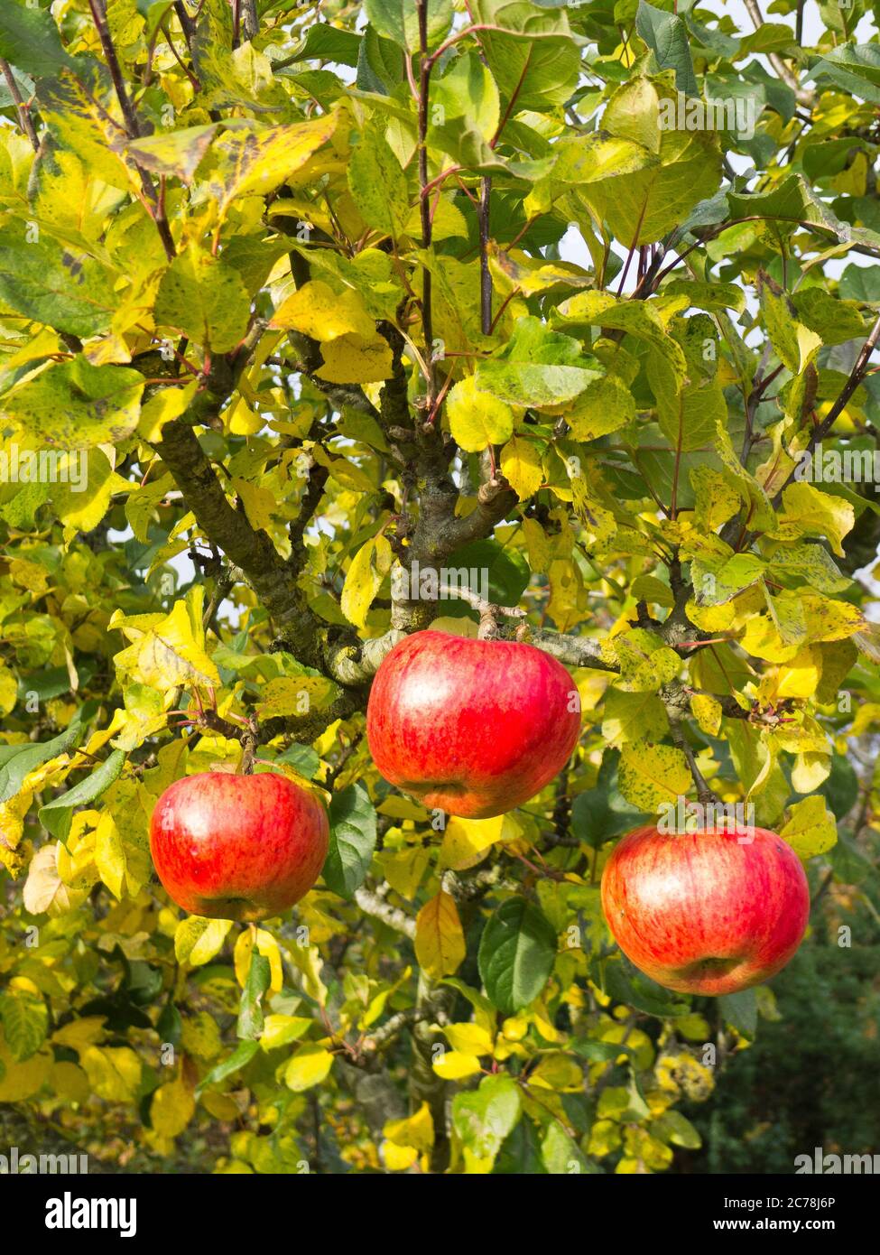 Three rosy red ripe apples hanging on a Howgate Wonder apple tree in early November in an English garden in UK Stock Photo