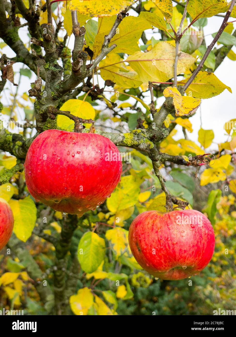 Rosy red ripe apples hanging on a Howgate Wonder apple tree in early November in an English garden in UK Stock Photo