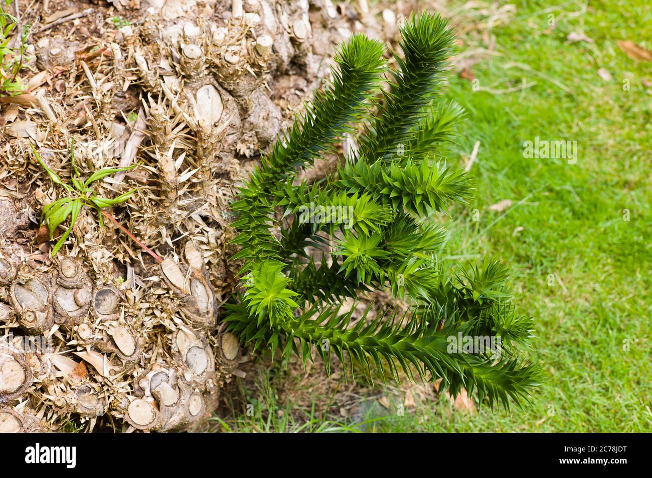 Young shoots growing at the base of a Monkey Puzzle tree in Cumbria UK Stock Photo