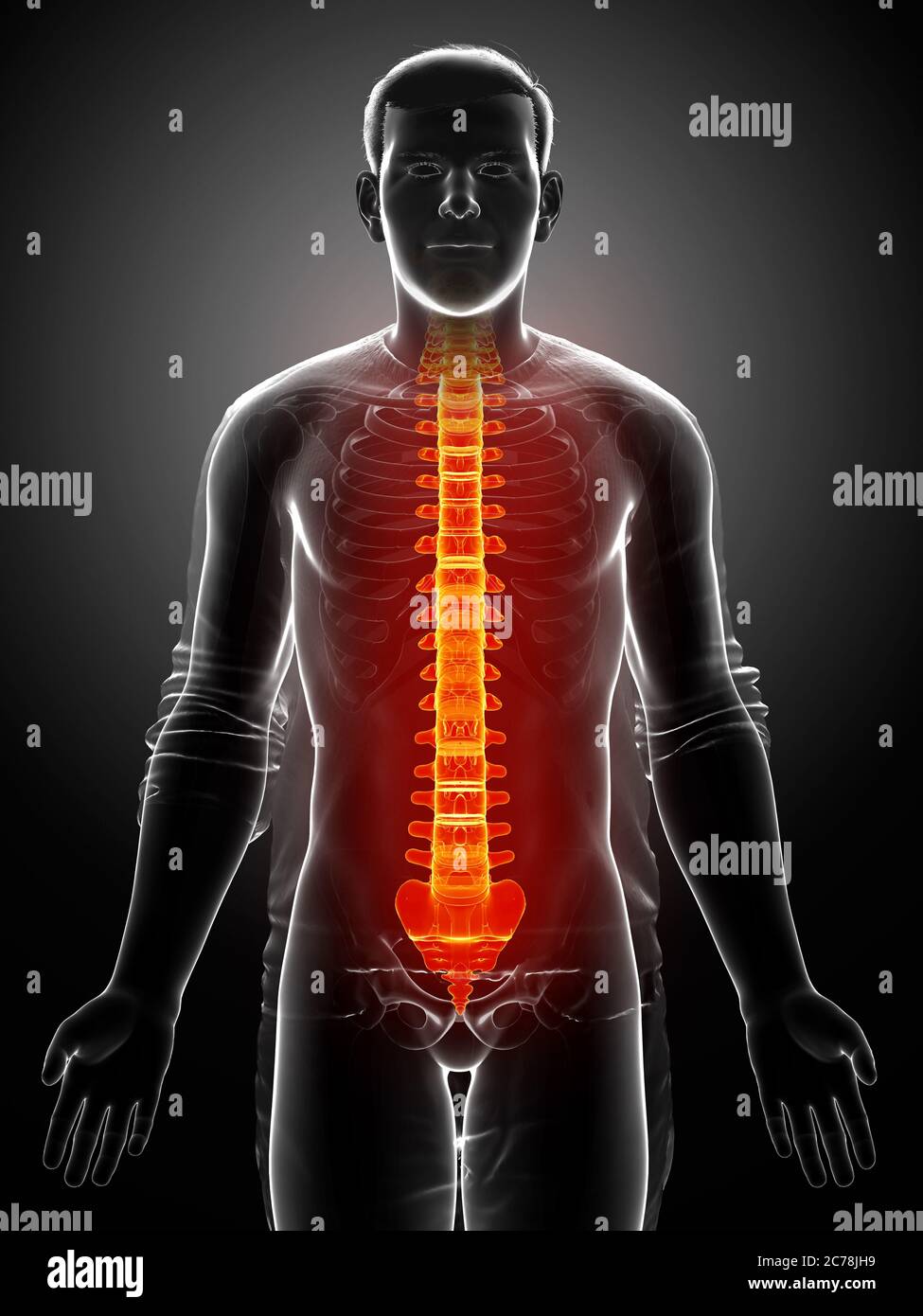 3d rendered medically accurate illustration of a high lighted spine ...
