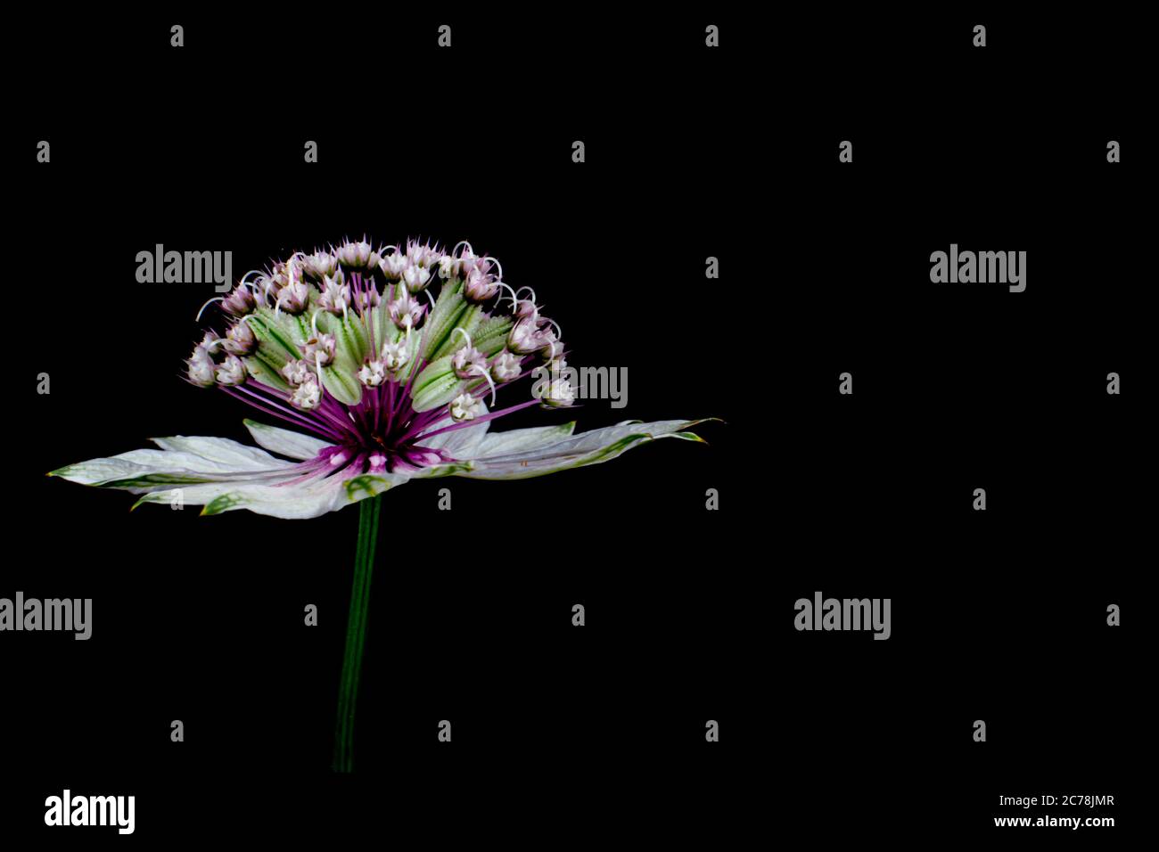 Flowers of a great masterwort isolated on black background, Astrantia major or Grosse Sterndolde Stock Photo