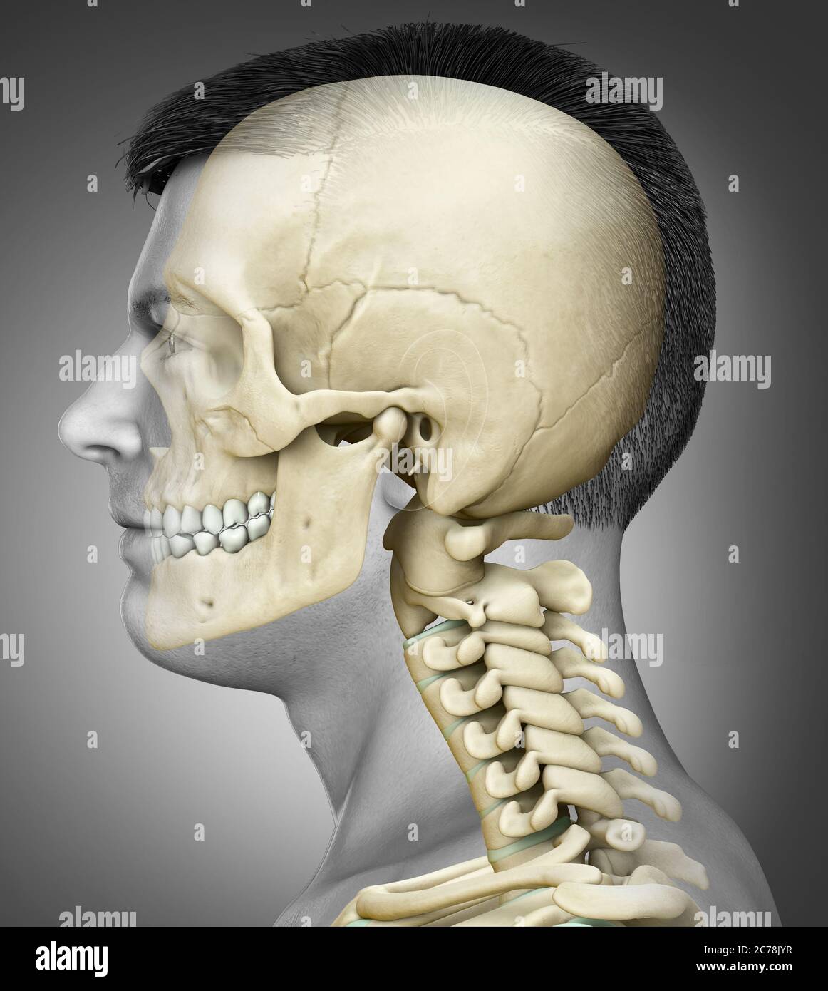 3d rendered, medically accurate illustration of a male scull and neck anatomy Stock Photo