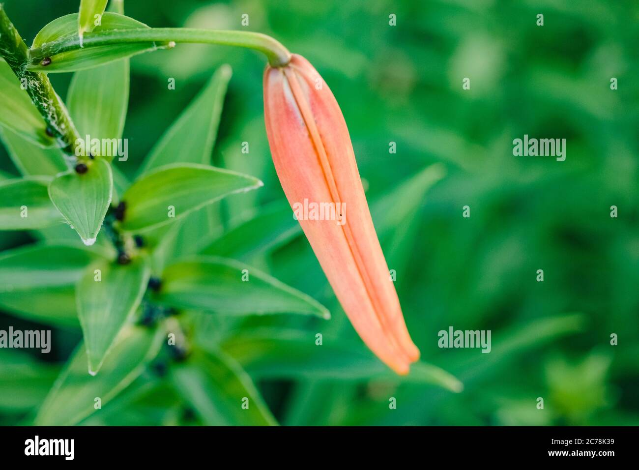 Lilium lancifolium tiger lily hires stock photography and images Alamy