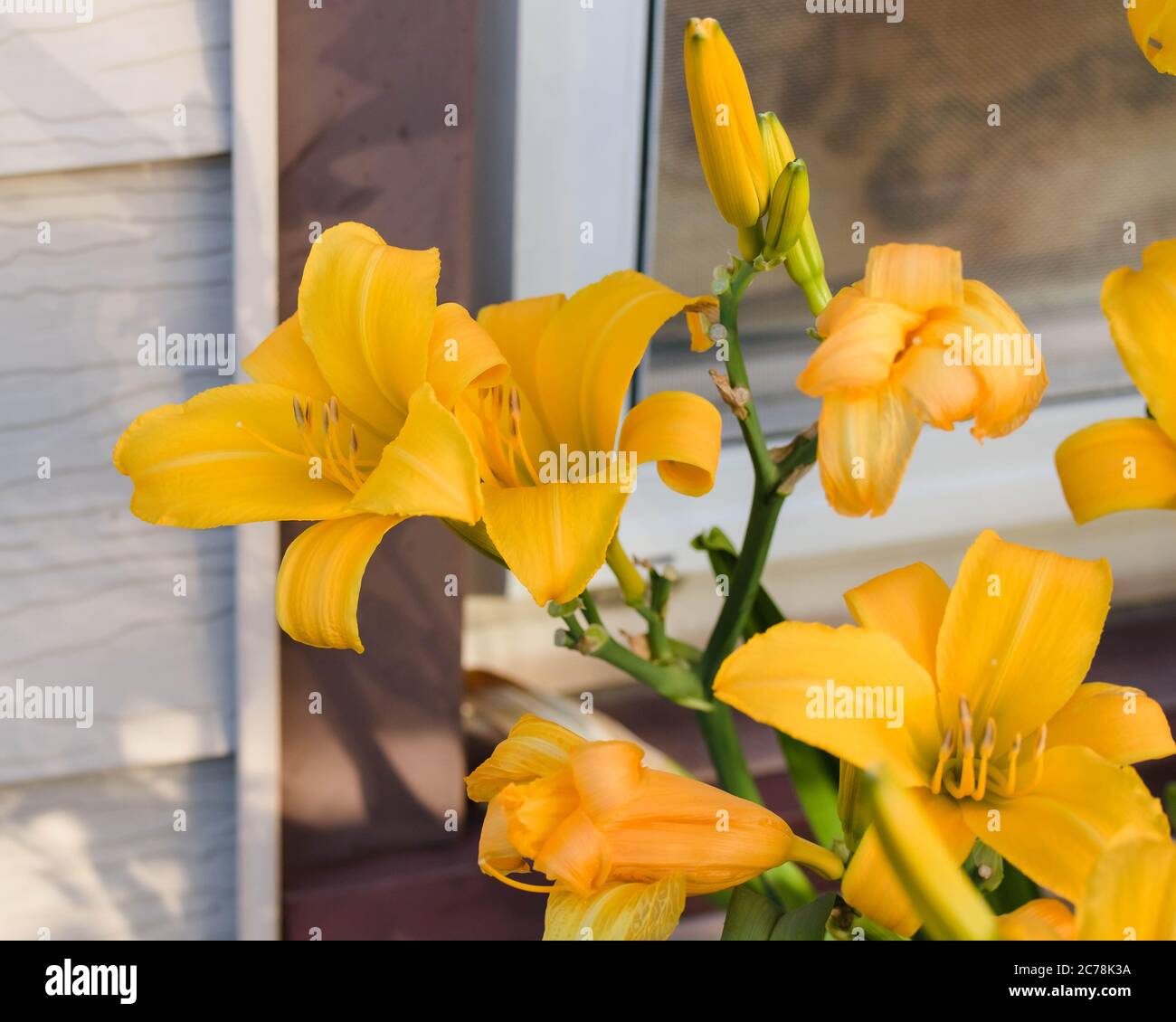 Open cut lilies hires stock photography and images Alamy