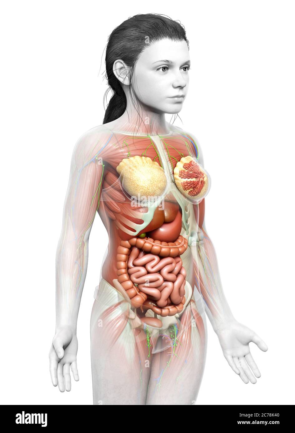 3d rendered medically accurate of the young girl anatomy Stock Photo - Alamy