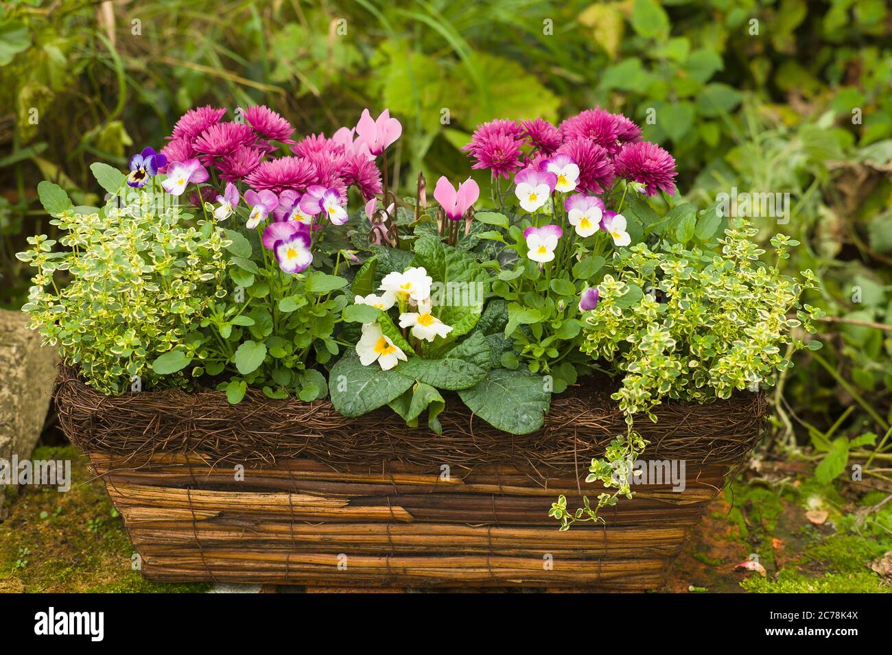 An attractive bio-degradable planter filled with an harmonious blend of herbs and small floering plants in an English garden Stock Photo